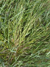 ostice jemenovit - Carex hordeistichos