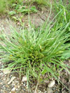 ostice itn - Carex secalina