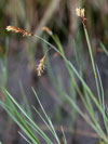 ostice bainn - Carex limosa