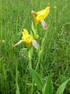 kosatec rznobarv - Iris variegata