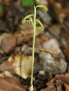 korlice trojklan - Corallorhiza trifida