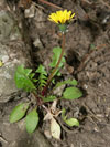 pampelika slezsk - Taraxacum parnassicum