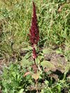 laskavec krvav - Amaranthus cruentus