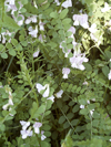 vikev lesn - Vicia sylvatica