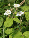 ostruink jeink - Rubus caesius