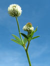 jetel horský - Trifolium montanum