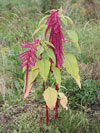 laskavec ocasat - Amaranthus caudatus