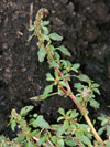 laskavec hrubozel - Amaranthus lividus