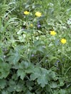 pryskynk kosmat - Ranunculus lanuginosus