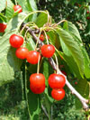 tee pta - Prunus avium
