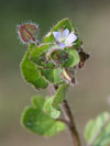 rozrazil beanolist - Veronica hederifolia L.