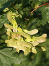 javor ml - Acer platanoides