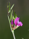 vikev zkolist - Vicia angustifolia