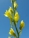 lnice kruinkolist - Linaria genistifolia