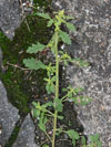 merlk trpasli - Chenopodium pumilio