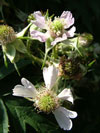 ostruink dpen - Rubus laciniatus