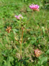 jetel zvrácený - Trifolium resupinatum