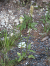 zvonenk klasnat - Phyteuma spicatum