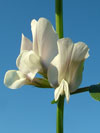 vikev velkokvt - Vicia grandiflora