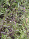 lilek potmchu - Solanum dulcamara