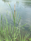 orobinec irokolist - Typha latifolia